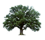 Woodland Biofuels, Inc.
